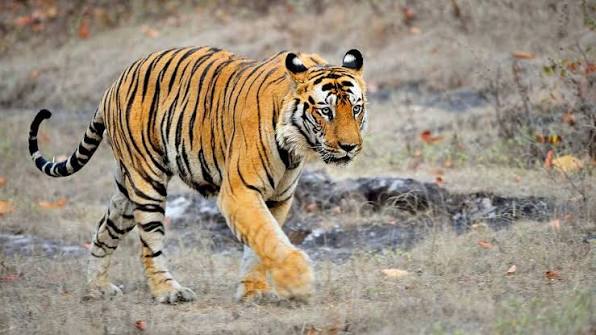Wild Bardia Safari: 3 Nights/ 4 Days Wildlife and Adventure package