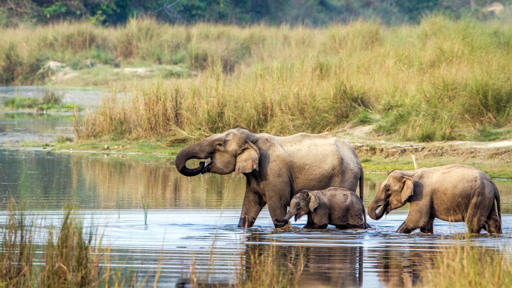 Chitwan National Park: Wild Safaris and Sacred Terai Heritage