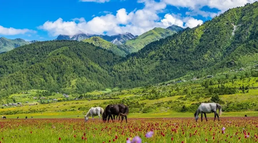 Dhorpatan Reserve: Beyond The Horizon of The Dhaulagiri Peaks