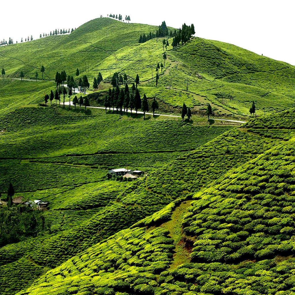 Illam: 5 Days / 4 Nights Road Trip To The Green Tea Capital Of Nepal